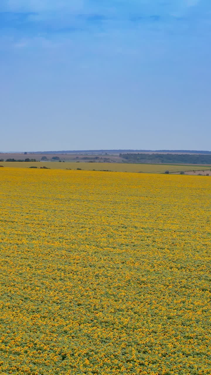Big field of sunflowers aerial view. Outdoor natural plantantion landscape of sunflowers