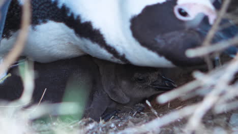 close up on black baby african penguin in nest underneath its mother