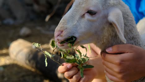 lamb eating feed