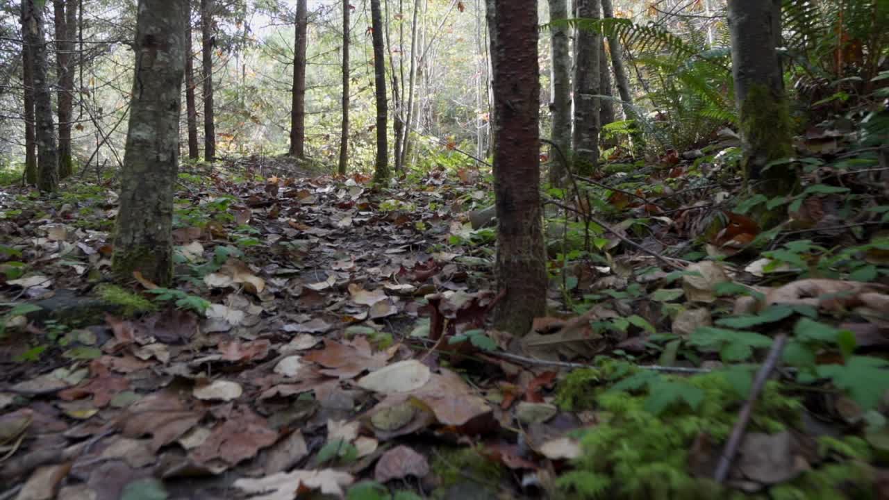 Camminando lentamente lungo un sentiero nel bosco con foglie autunnali
