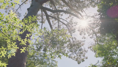 pov forest trees with sunlight shining looking up at canopy branches moving natural beauty of environment explore nature