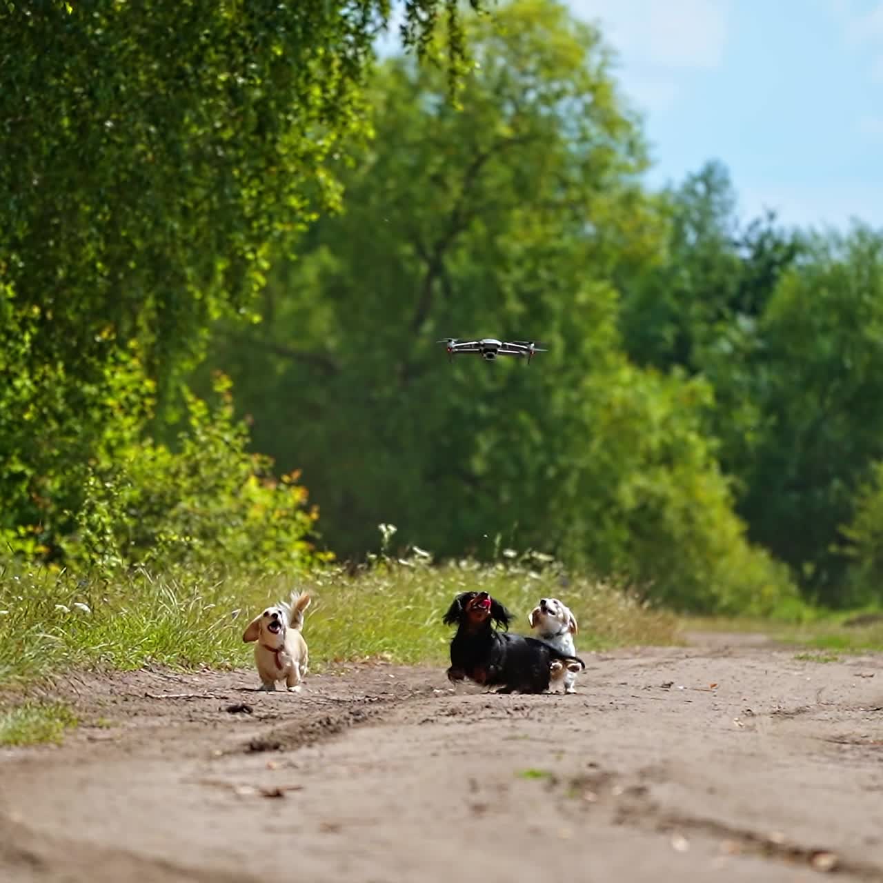 Funny dachshunds and drone. Playful dogs running and jumping on green nature background. Happy pets walking outdoors and bark on the flying drone.
