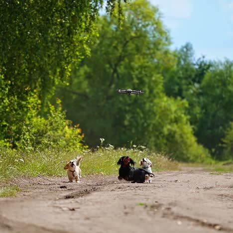 funny dachshunds and drone. playful dogs running and jumping on green nature background. happy pets walking outdoors and bark on the flying drone.