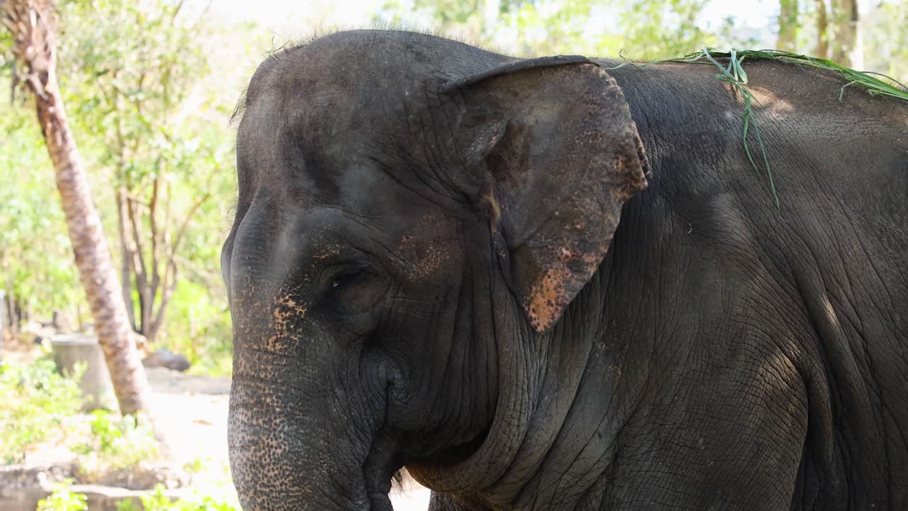 un elefante pastando en el zoológico de chonburi, tailandia