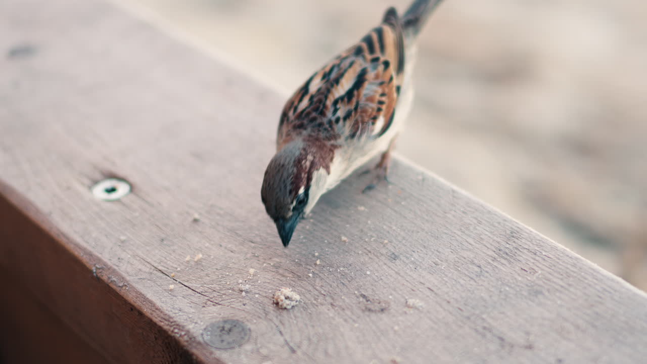 Close up of a sparrow sitting on a wooden surface with a blurred background of the beach