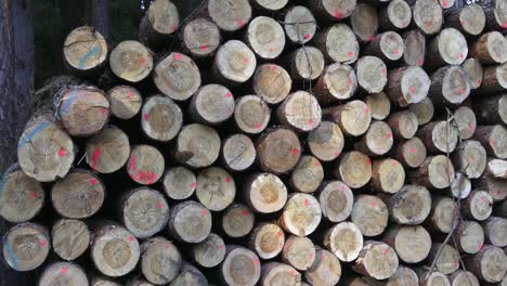 pile of wood. a view of huge stacks of logs.