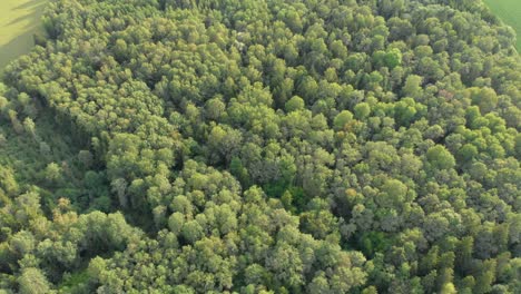 Fly-over-vast-forestry-and-empty-fields-4