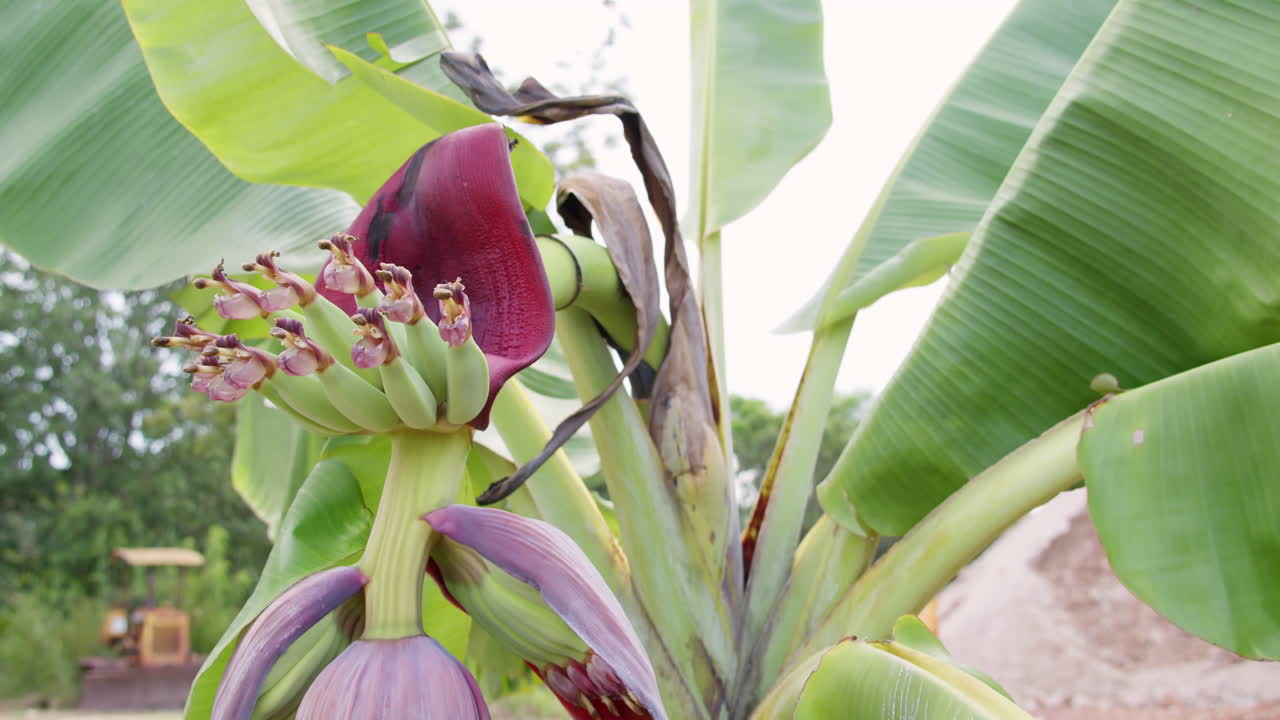 Explore unique growth of a banana flower in a lush tropical garden setting