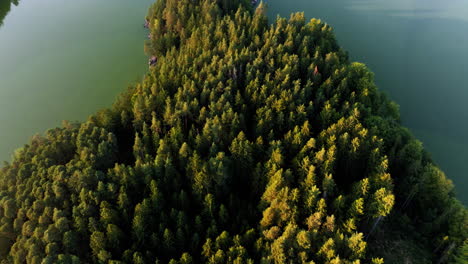 Dichter-Kiefernwald-Auf-Der-Halbinsel,-Die-In-Den-Stausee-Ottenstein-Stausee-In-Österreich-Hineinragt,-Luftstoß-In-Neigung-Nach-Unten