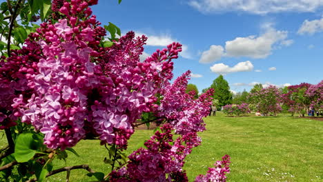 people exploring beautiful colorful garden