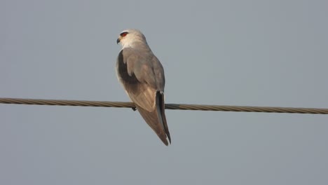 black winged kite waiting for hunt