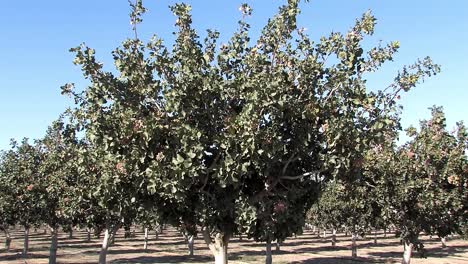 árboles-De-Pistacho-En-California,-Estados-Unidos