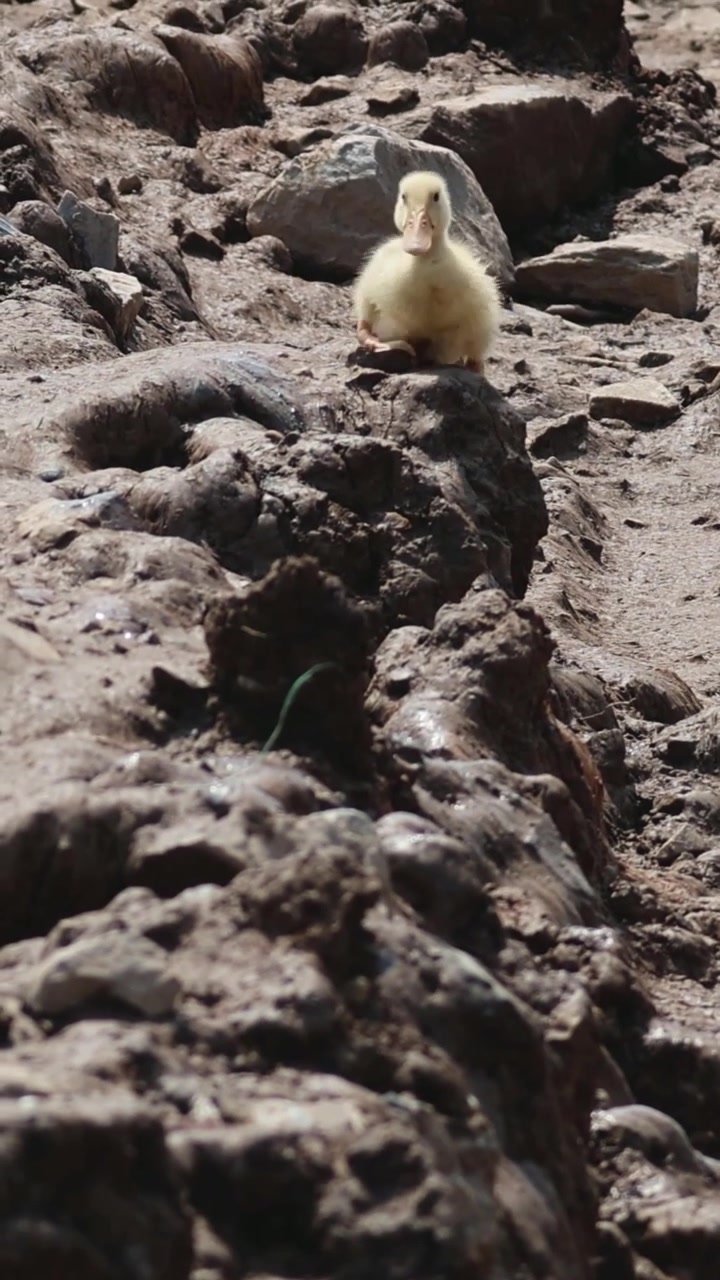 Ducklings traverse and explore muddy ground