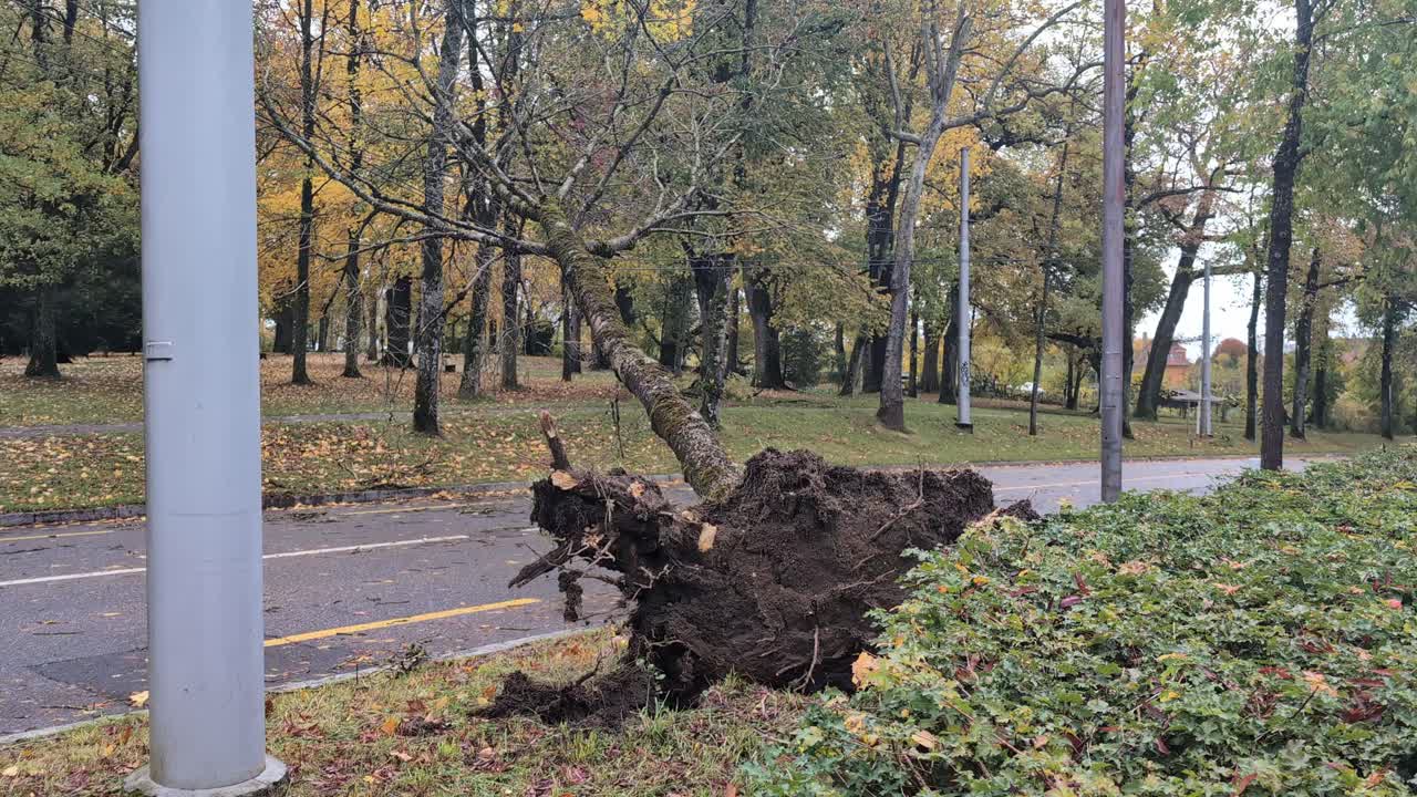Fallen tree laying across the road after a strong wind and storm