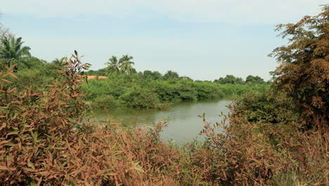Still-waters-surrounded-by-mangroves-and-palm-trees