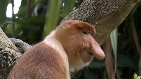 mono narigudo macho comiendo hojas