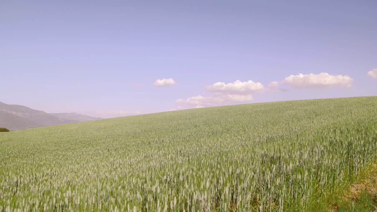 Vast green wheat field stretching to horizon under clear blue sky with scattered clouds, agriculture, nature and farming.
