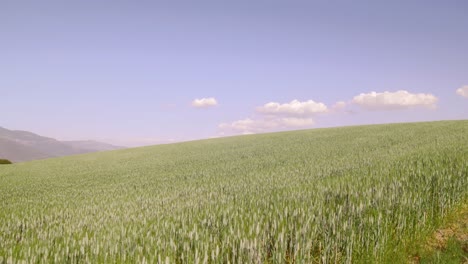 vast green wheat field stretching to horizon under clear blue sky with scattered clouds, agriculture, nature and farming.