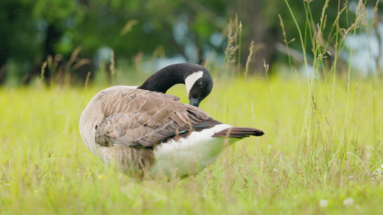 Canada Goose Preening in a Field