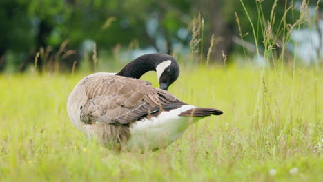 canada goose preening in a field
