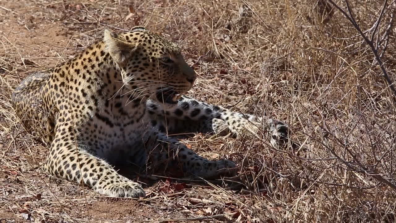 una leopardo hembra cansada descansando en la hierba seca y jadeando