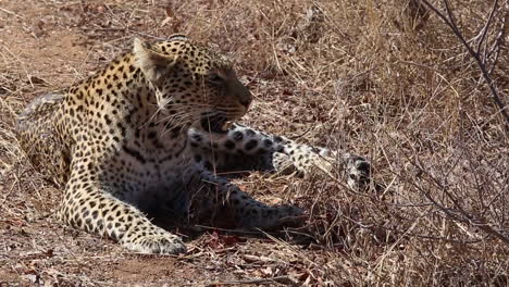 a tired female leopard resting in the dry grass and panting