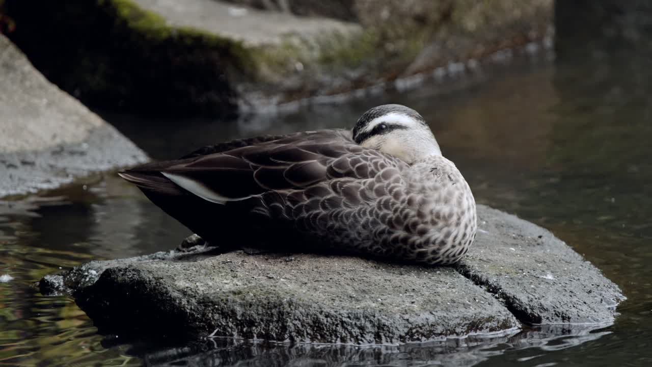 Un germano orientale macchiettato si riposa su una roccia con la testa nascosta tra le piume del corpo, dimostrando il sonno uniemisferico, un comportamento che consente calore, protezione e vigilanza