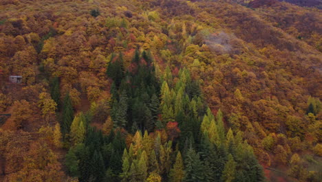 Autumn-forest-trees-yellow-and-red-foliage,-woodland-aerial-view-in-fall-season,-natural-colorful-park