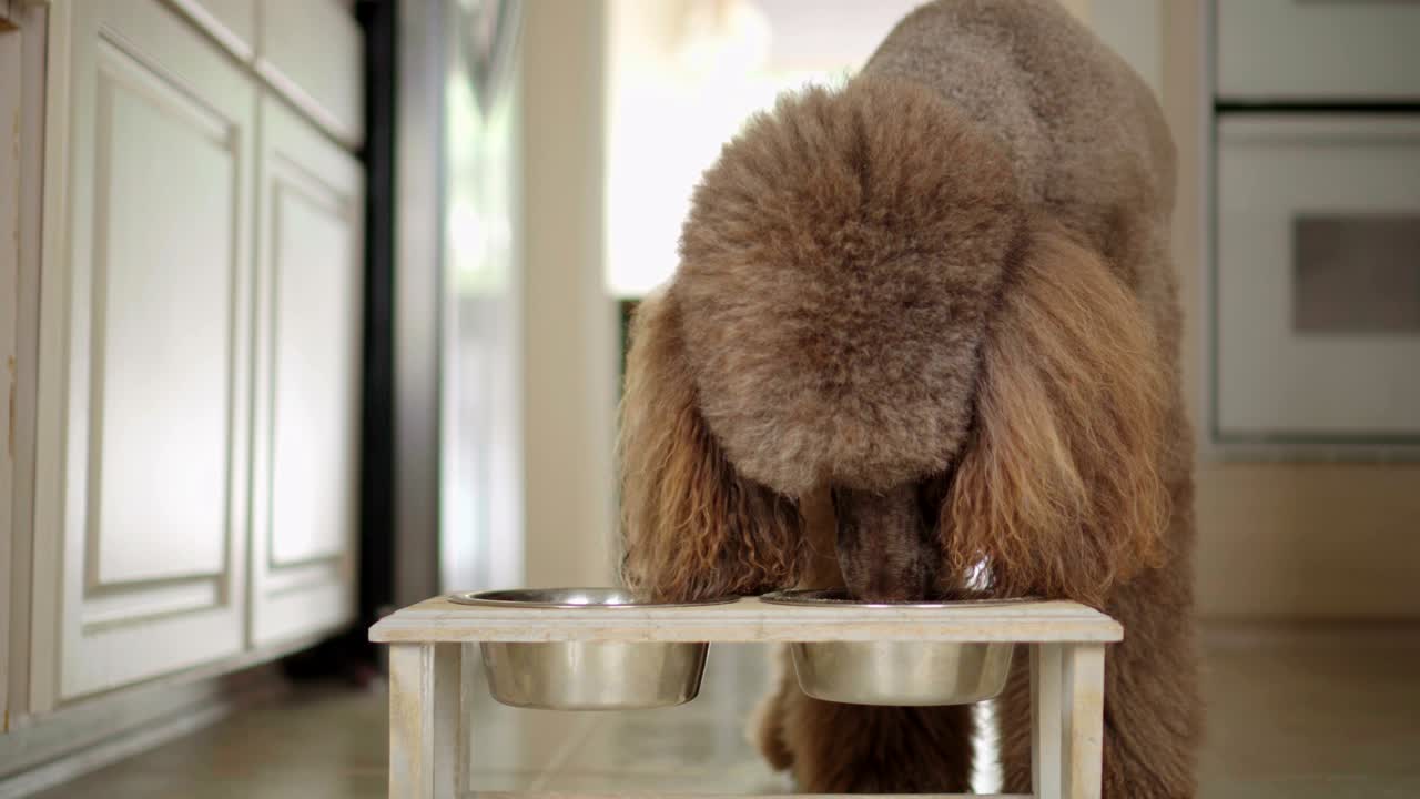 video de 4k de un caniche estándar marrón comiendo de su cuenco en la cocina