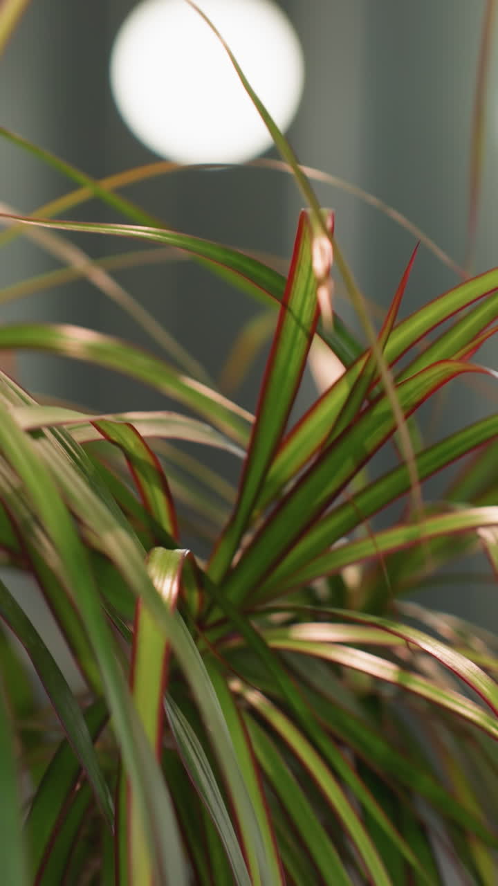 빨간색으로 가장자리가 된 긴 녹색 잎을 가진 비 식물의 클로즈업 뷰, 흐릿한 배경에 맞춰 현대적인 실내 환경에서 울창한 잎자루를 강조합니다.