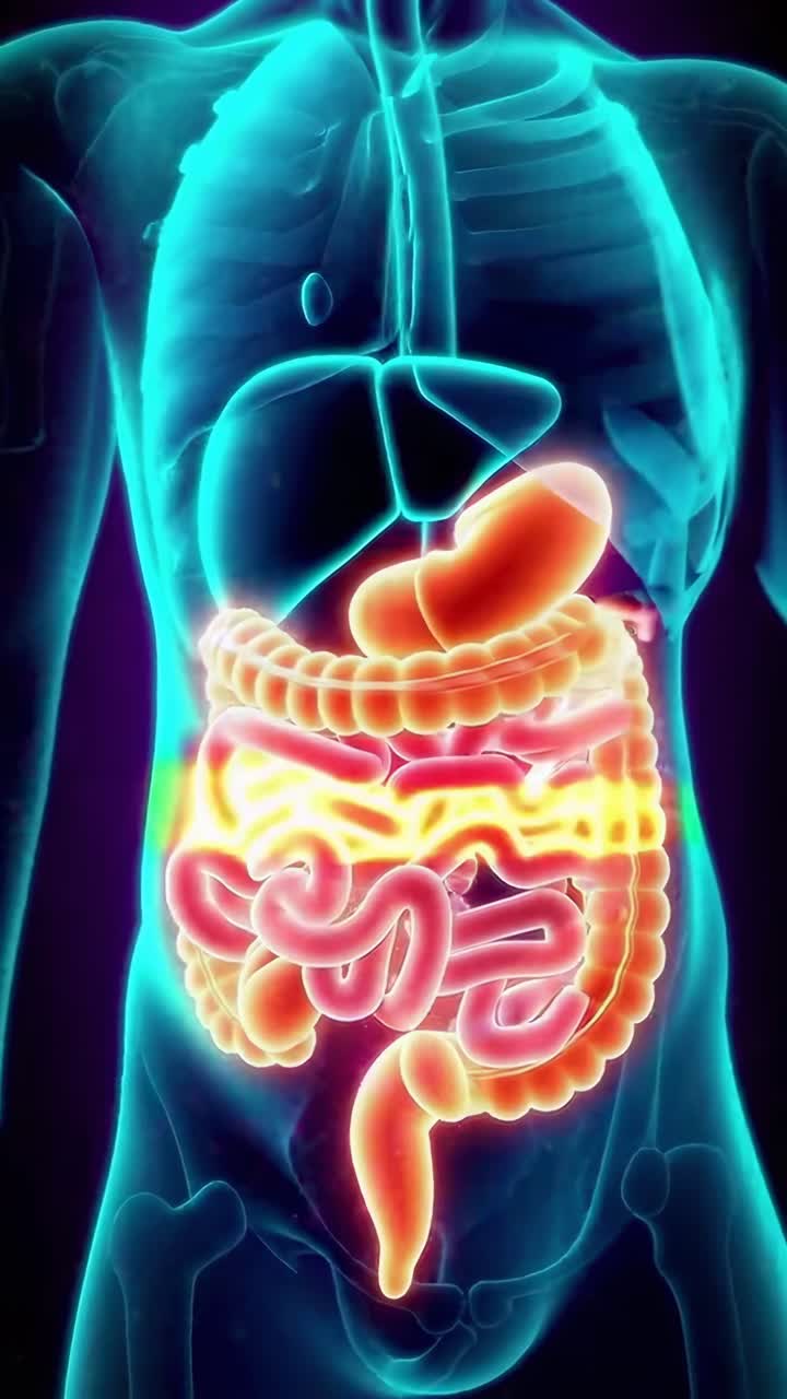 Illustrazione video anatomica 3D di organi umani, vista laterale, stile neon luminoso