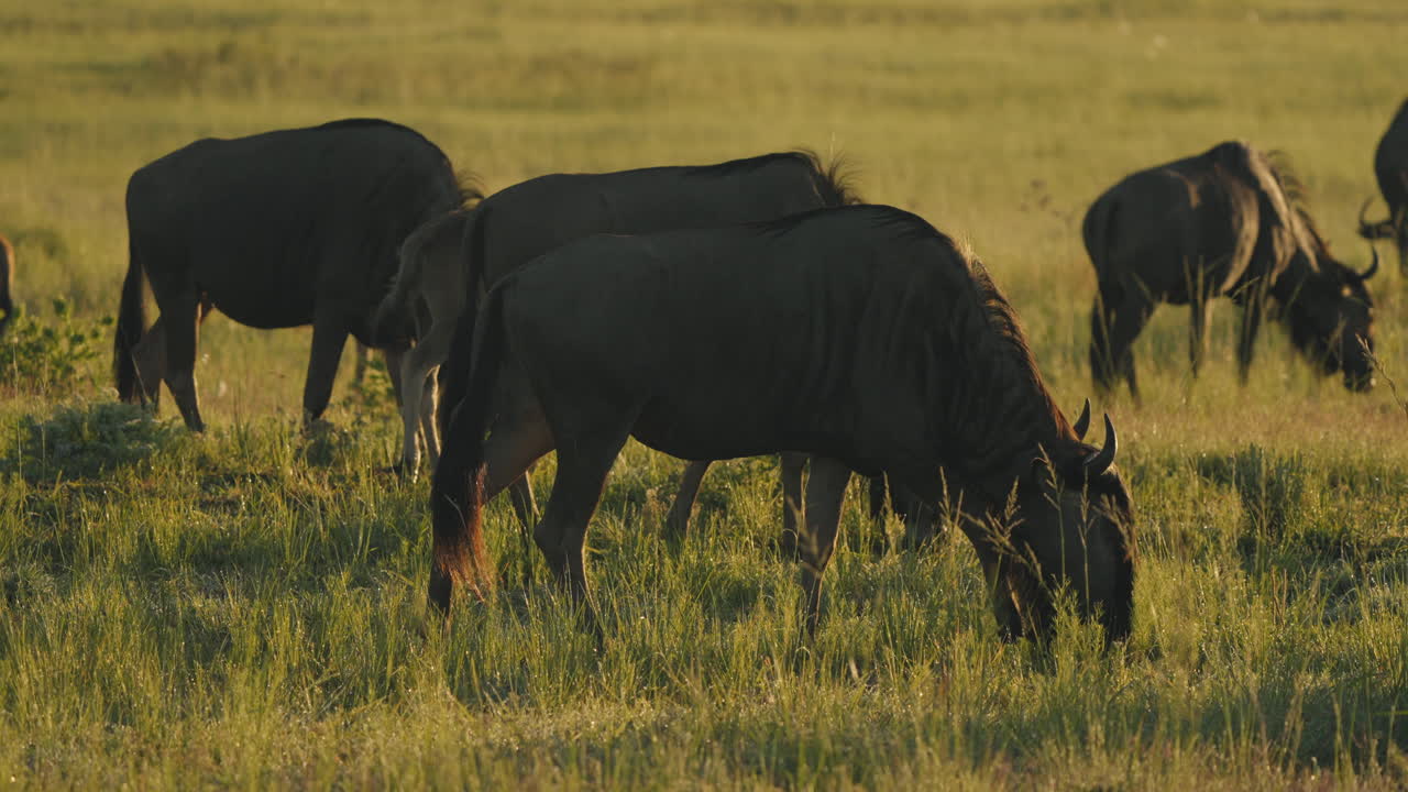 In the soft orange light of dawn, a group of wildebeests grazes peacefully on the verdant grasses of the African savannah, the rising sun illuminating the vast plains as a new day unfolds.