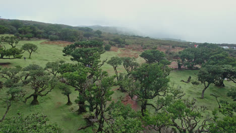 vista aérea de un paisaje forestal brumoso