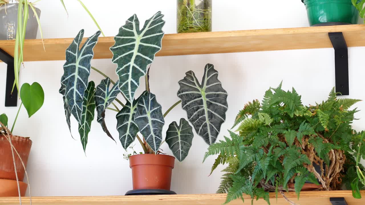 Indoor Plants on Wooden Shelves