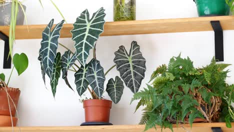 indoor plants on wooden shelves