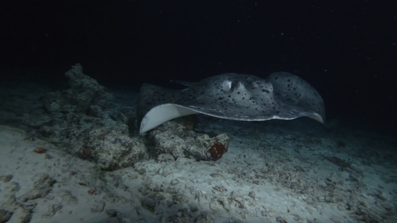 Round ribbontail ray - Taeniura meyeni swim in the night , Indian Ocean, Maldives, Asia