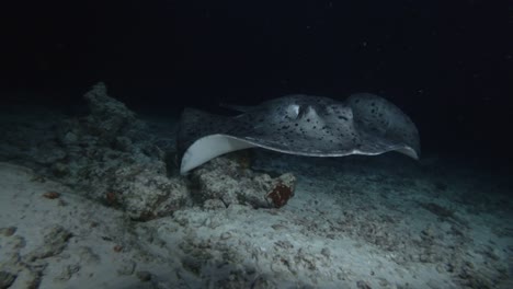 round ribbontail ray - taeniura meyeni swim in the night , indian ocean, maldives, asia