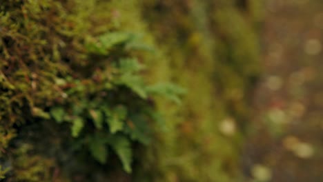 Conifer-hedge-close-up-during-autumn-with-oak-leaf-appearing-rack-focus