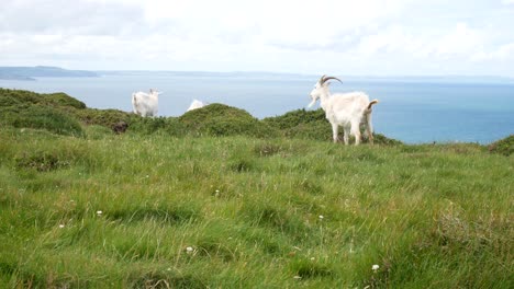 Gruppe-Von-Gehörnten-Faulen-Ziegen-Auf-Schroffem-Gras-Windiger-Bergwildnisgipfelfütterung