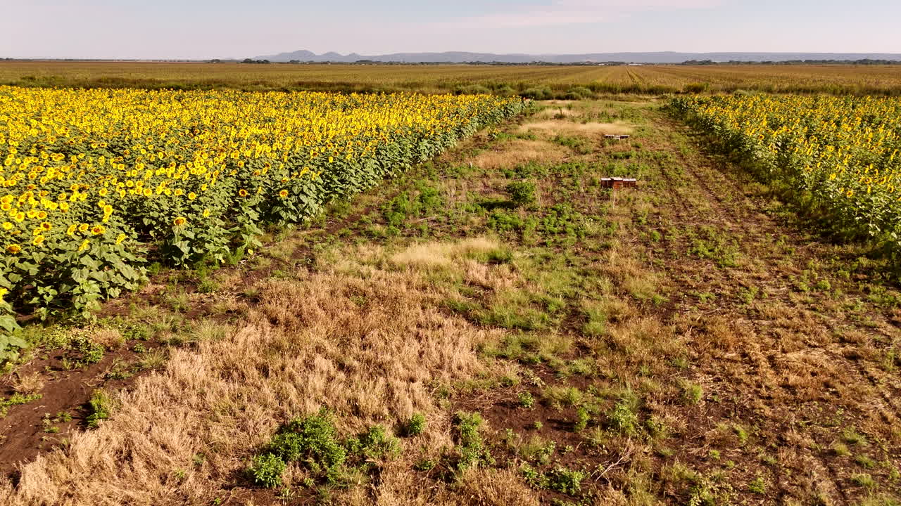 Bee boxes along sunflower field, pollination’s role in global survival 4K drone