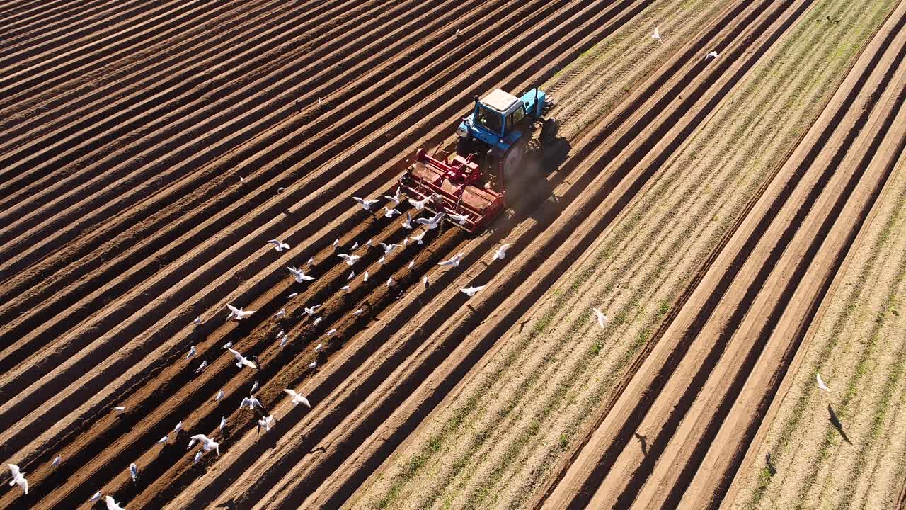 Il lavoro agricolo su un trattore coltivatore semina grano. Uccelli affamati volano dietro il trattore e mangiano grano dai seminativi.