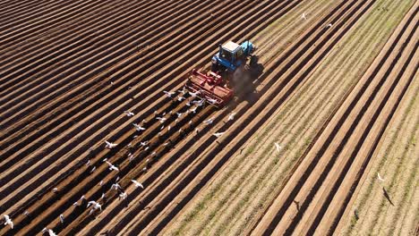 agricultural work on a tractor farmer sows grain. hungry birds are flying behind the tractor, and eat grain from the arable land.