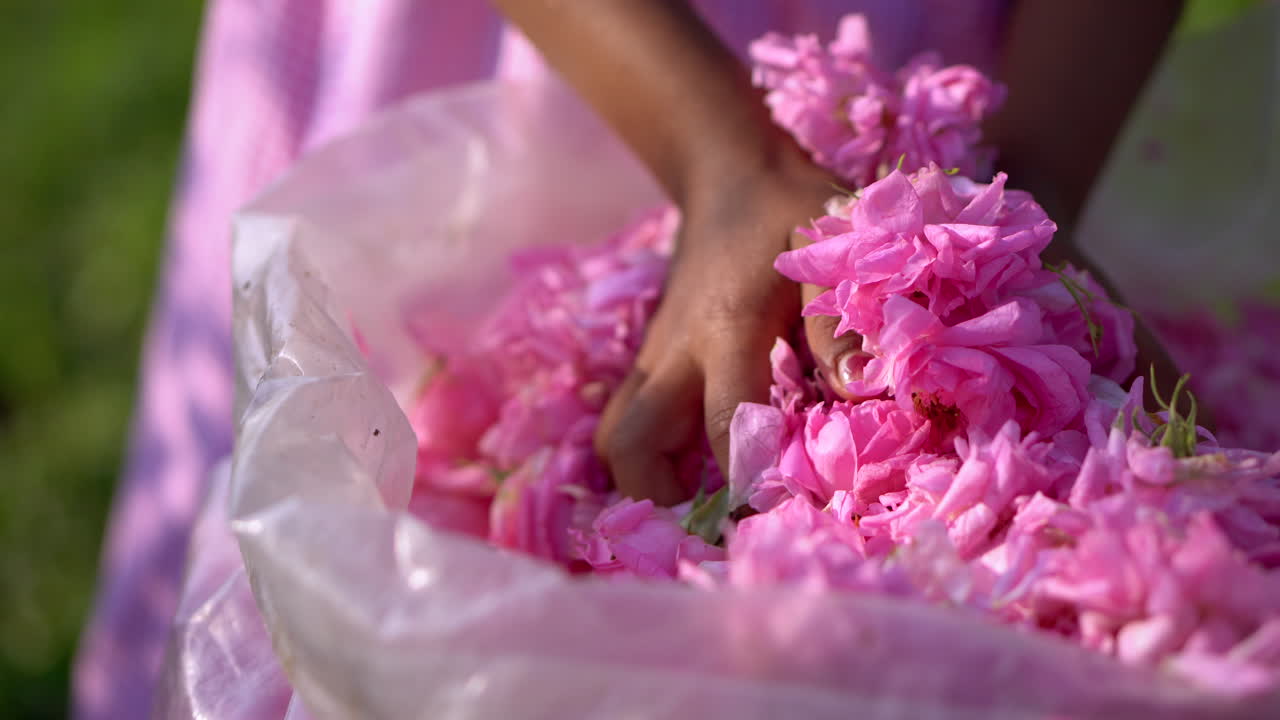 Girl taking pink rose petals from transparent sack. Close up. Distillery for processing of rose oil and water hydrosol from damascena rose flowers. Rose Valley of Kazanlak. Harvest time in Bulgaria