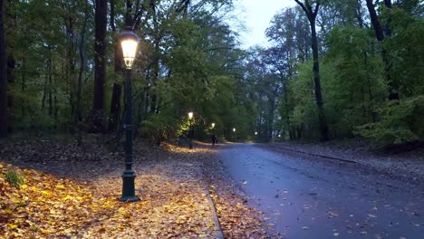 alaskan malamute dog walking alone in the autumn park at dusk