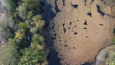 Swamp-with-trees-around.-Drone-shot