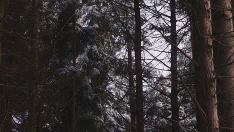 falling snow in a pine forest on a gloomy winter day - static shot