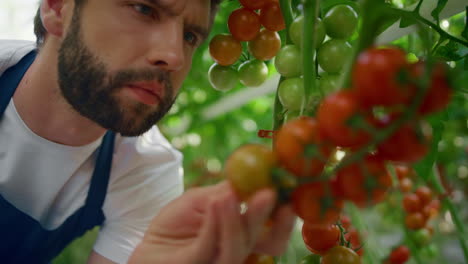 hombre agricultor inspeccionando la calidad de las plantas de tomates en un cálido retrato de invernadero moderno