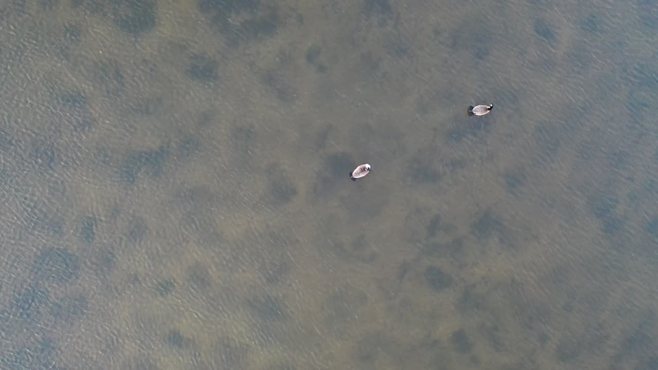 두 마리의 캐나다 거위 들 이 조용 한 물 위 에