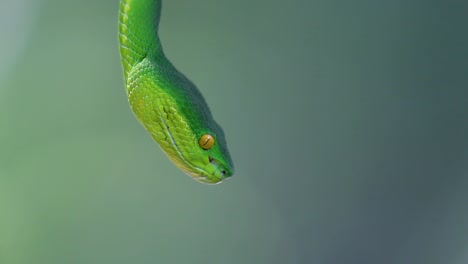 La-Víbora-De-Labios-Blancos-Es-Una-Víbora-Venenosa-Endémica-Del-Sudeste-Asiático-Y-A-Menudo-Se-Encuentra-Durante-La-Noche-Esperando-En-Una-Rama-O-Rama-De-Un-árbol-Cerca-De-Un-Cuerpo-De-Agua-Con-Muchos-Alimentos