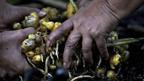 Gran-Primer-Plano-De-Romper-Un-Grupo-De-Raíz-De-Jengibre-Cosechando-Jengibre-En-Plena-Floración-Jardinería-Doméstica